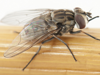 Close-up photo of a stable fly