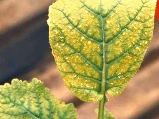 Younger leaves develop interveinal paleness/yellowing, but veins remain green