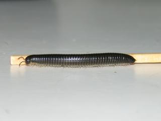 Single portugese millipede compared to a match for size