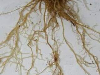 Symptoms of root lesion nematodes on cereal roots appear as thin roots with brown lesions