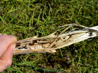 Break open the bleached stem to find black sclerotes inside due to sclerotinia infection