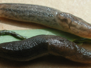 A reticulated (top) slug and black-keeled (bottom) slug.