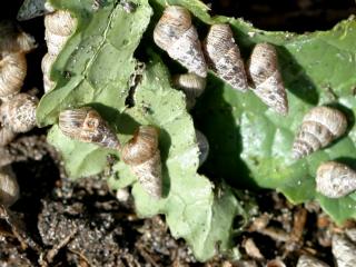 A group of snails causing damage to canola.
