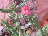Cylindropuntia kleniae plant and flower