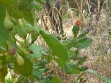 Opuntia monocantha plant and fruit