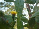 Opuntia monocantha plant and flower
