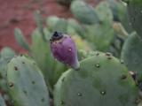 Opuntia stricta plant and fruit