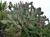 Opuntia tomentosa plant and fruit