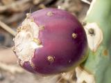 Wheel cactus Opuntia robusta fruit