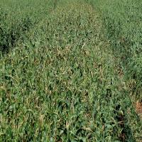 Stripe blight infection in oat crop has been worsened by vehicle movements spreading bacteria