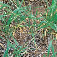 Lower leaves affected in young crops