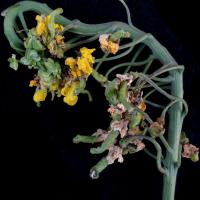 Distorted flowering spike, flowers and pods 