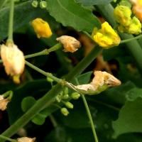 'Gummed-up' flowers that are retained causing aborted or malformed pods