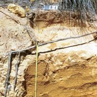 Soil pit showing the profile of yellow deep sandy duplex in the Central north region.  Yellow sand over clay. 