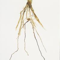 Affected primary roots are thin and poorly branched with fewer and shorter laterals, and have brown discolouration.