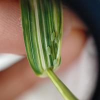 Russian wheat aphids