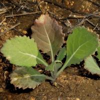 The leaf turns bronze before dying 