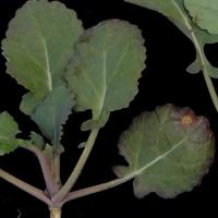 Severely deficient plants develop a narrow purple margin of the leaf blade that spreads inwards 