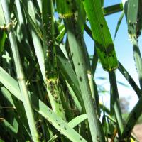 Oat aphid colonies visible on outside of tillers, stems, nodes and backs of leaves.