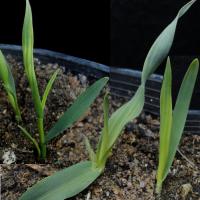 Pale stripes and distortion on young leaves due to pre-emergent chlorsulfuron damage in wheat (left), barley (centre) and oats (right). 