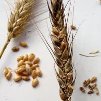 Weather affected wheat grain capable of harbouring mycotoxins