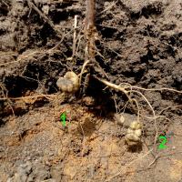 Taproot pinched (1) with only a single lateral root (2) penetrating the subsoil down an old root channel