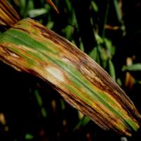 Close up image of oat leaf showing symptoms of halo and stripe blights