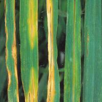 Straw or brown colour spots surrounded by a yellow water-soaked halo than may resemble septoria 