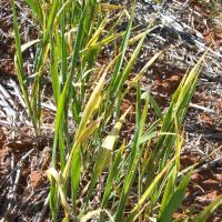 Plants infected as seedlings are spindly with multiple tillers