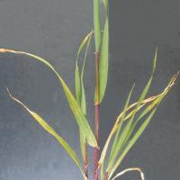 Stems may be pale pink or develop red stripes
