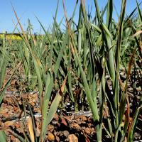 Drought affected Mitika oats