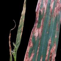 Oat leaves displaying water soaked appearance with red-brown longitudinal stripes typical of stripe blight