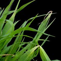 Leaf kinking and tip death may be mistaken as nutrient deficiency
