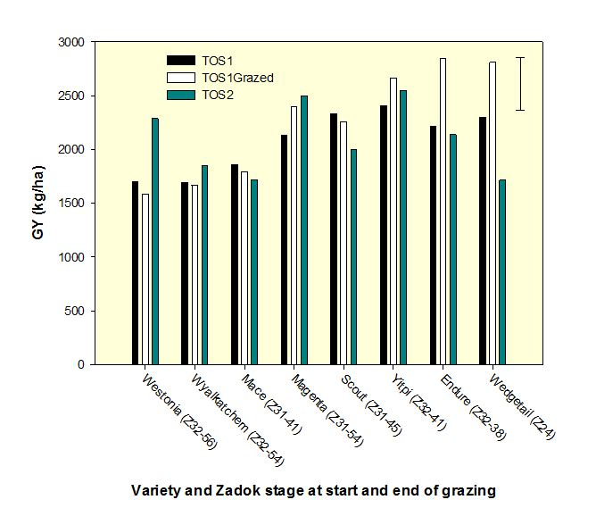 Figure 3 Grain yields (kg/ha) of eight varieties of wheat sown in April and May 2011 and subsequently grazed for eight weeks