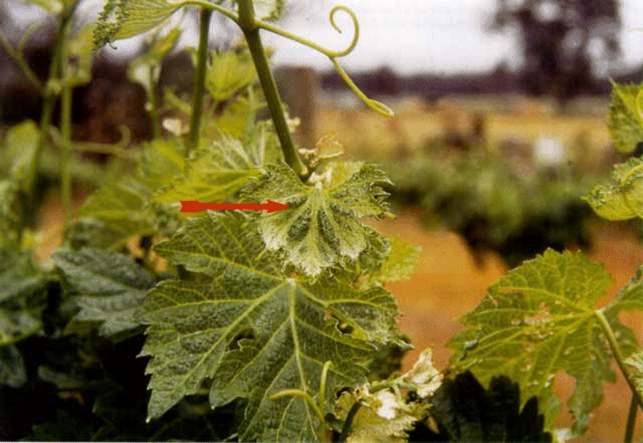 Hormone herbicide damaged leaf indicated by red arrow and a healthy leaf below.