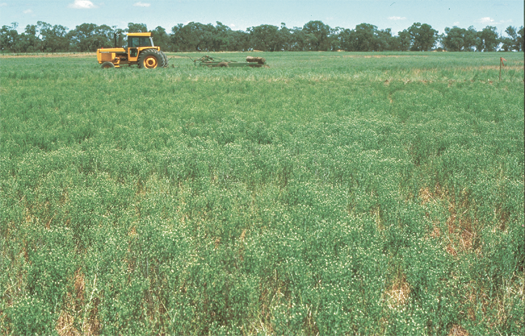 Creeping knapweed: declared pest | Department of Agriculture and Food