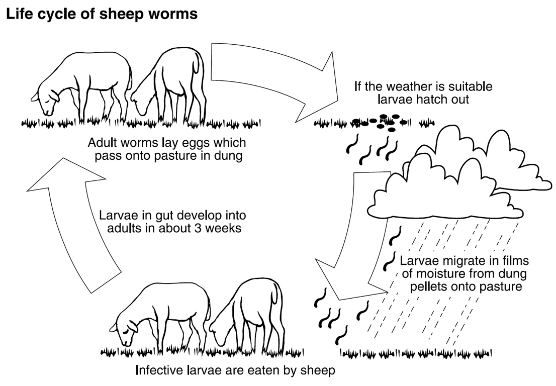 Sheep worm control in Western Australia | Agriculture and Food