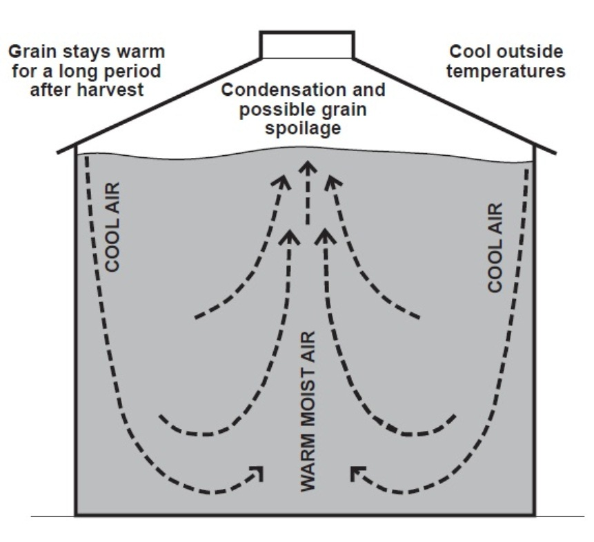 Diagram showing the cool dry air flowing down the inside wall of a silo and warm moist air flowing up through the centre causing condensation and possible grain spoilage
