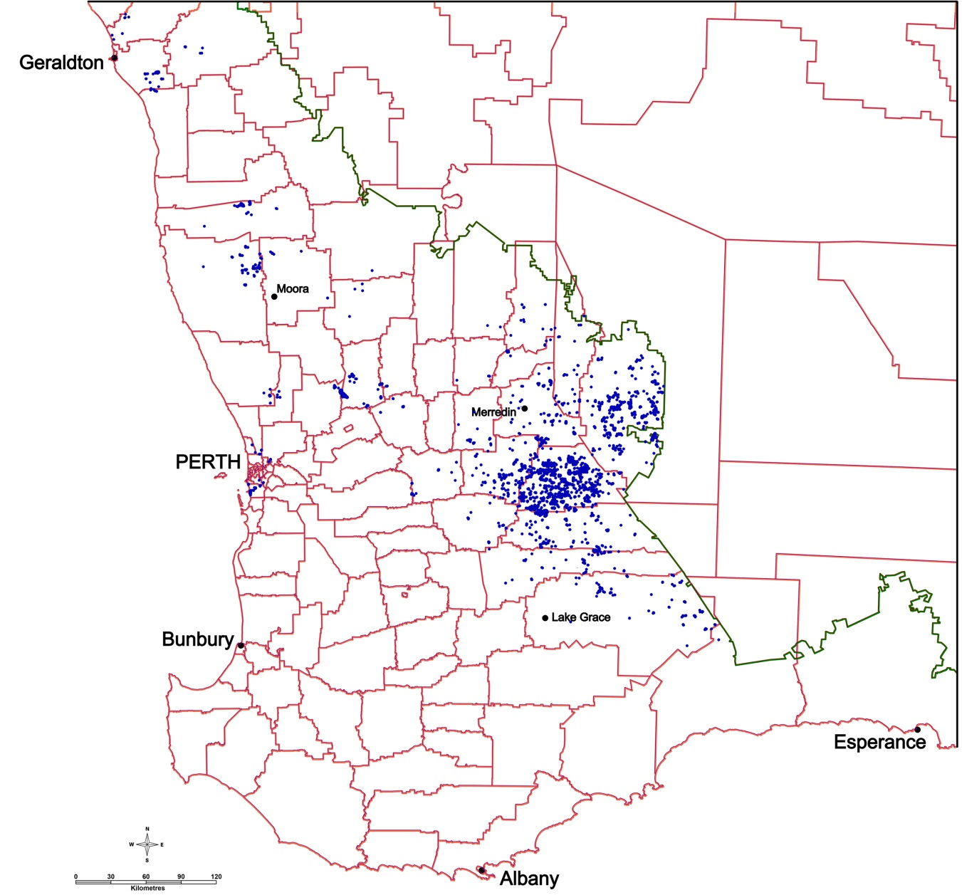 45 shires within the Western Australian agricultural region have infestations of skeleton weed. Infestations are concentrated in the eastern wheatbelt, but can be found from Northampton through to Lake Grace, and into Perth