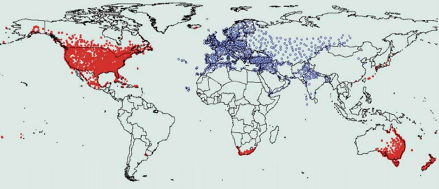 Worldwide range of the common starling with natural populations in blue and introduced populations in red.