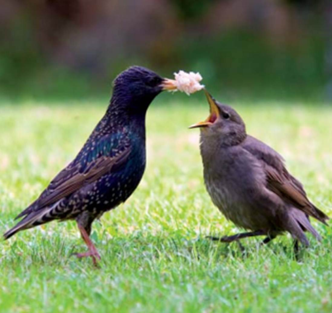 Common starling feeding a youngster.