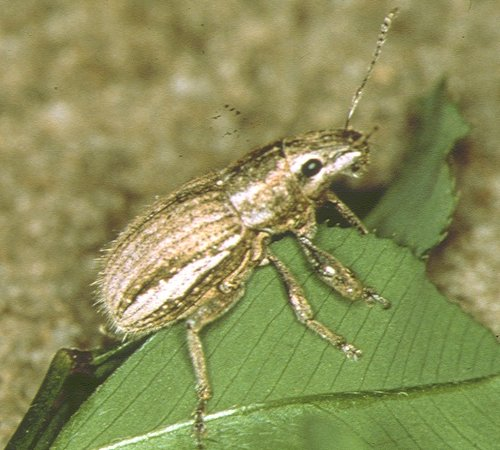 Identifying Soil Beetle Pests Agriculture And Food