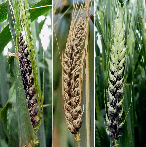 Diagnosing covered smut in barley | Agriculture and Food