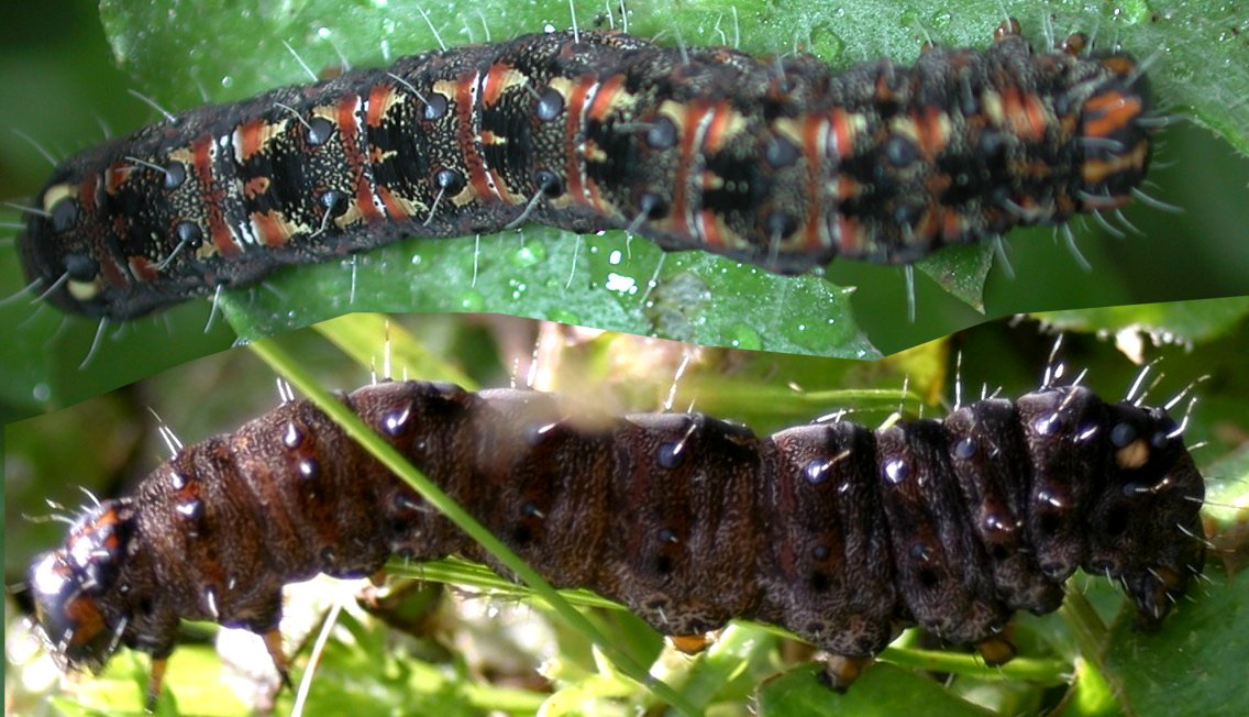 dark brien hairless caterpillar with two darker spots at head and rear