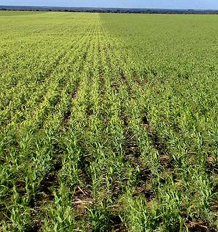 Diagnosing contact herbicide damage in field peas ...