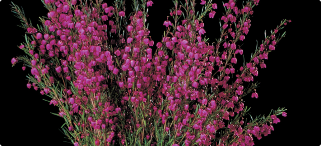Growing boronia in Western Australia | Agriculture Food