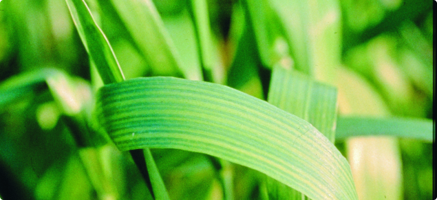 A leaf on a cereal crop showing stripes of yellow, light green and dark green. and