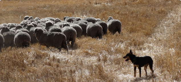 Merino ewes being moved onto dry stubble.