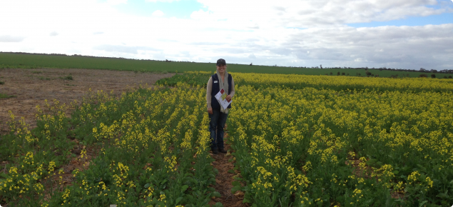 Research Officer Sally Sprigg in Buntine nitrogen trial