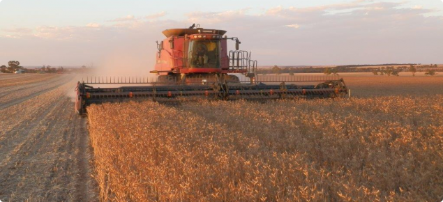 A International harvester harvesting lupins early evening